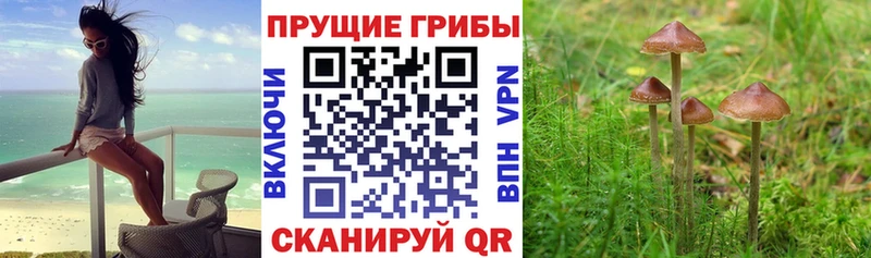 Псилоцибиновые грибы GOLDEN TEACHER  Купить закладки  Короча 